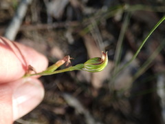Pterostylis clivosa