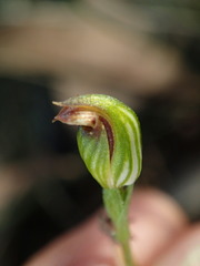 Pterostylis clivosa