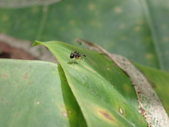 Teleopsis quadriguttata
