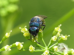 Chrysis analis