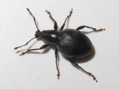 Otiorhynchus atroapterus