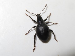 Otiorhynchus atroapterus