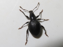 Otiorhynchus atroapterus