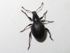 Otiorhynchus atroapterus