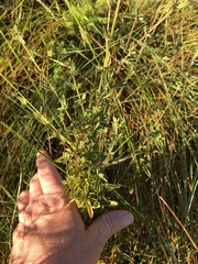 Syncolostemon parviflorus