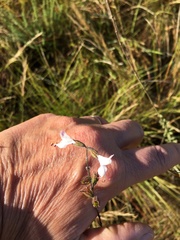 Syncolostemon parviflorus