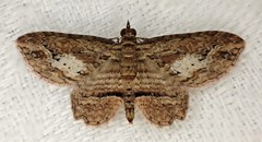 Chloroclystis filata