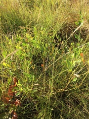Crotalaria globifera