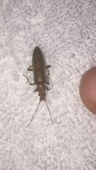 Parisopalpus nigronotatus