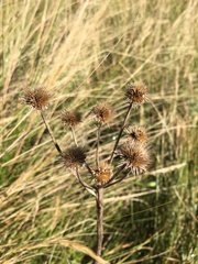 Berkheya setifera