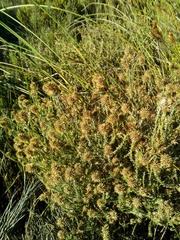Seriphium cinereum