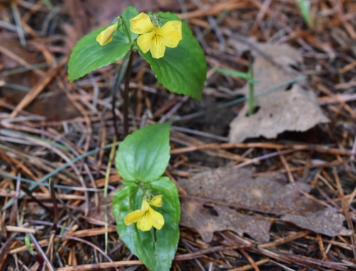 Image of Viola orientalis by (c) Repina Tatyana, some rights reserved (CC BY)