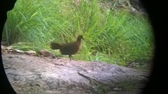 Galloperdix lunulata