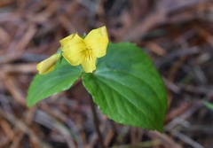 Viola orientalis