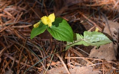 Viola orientalis