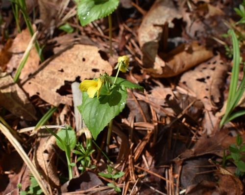 Image of Viola orientalis by (c) Repina Tatyana, some rights reserved (CC BY)