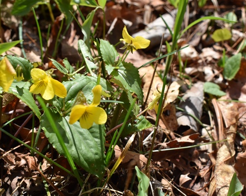 Image of Viola Oriental (Viola orientalis) by (c) Repina Tatyana, some rights reserved (CC BY)