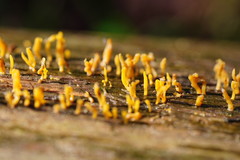 Calocera sinensis
