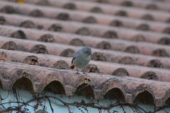 Phoenicurus ochruros gibraltariensis