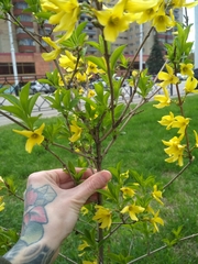 Forsythia