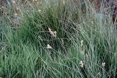 Carex divisa