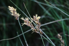 Carex divisa