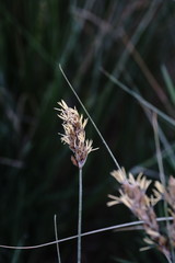 Carex divisa