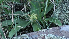 Eucomis autumnalis