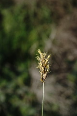 Carex divisa
