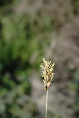 Carex divisa