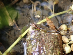 Gerris gracilicornis