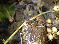 Gerris gracilicornis