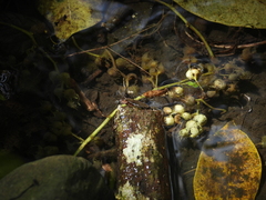 Gerris gracilicornis