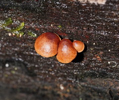 Deconica horizontalis