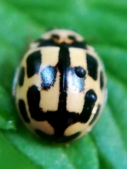 Propylea quatuordecimpunctata
