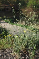 Camelina rumelica