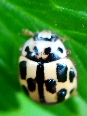 Propylea quatuordecimpunctata