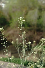 Camelina rumelica