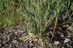 Camelina rumelica