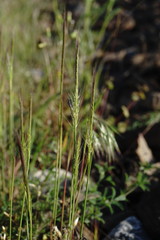Festuca ambigua