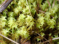 Leptodontium paradoxum