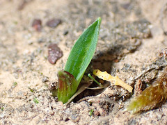 Chamaescilla corymbosa
