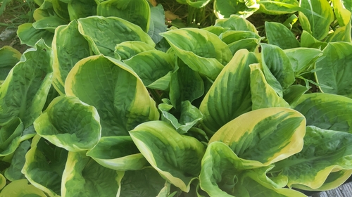 Plantain Lily (Hosta clausa)