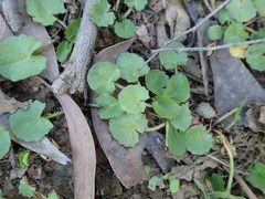 Centella cordifolia