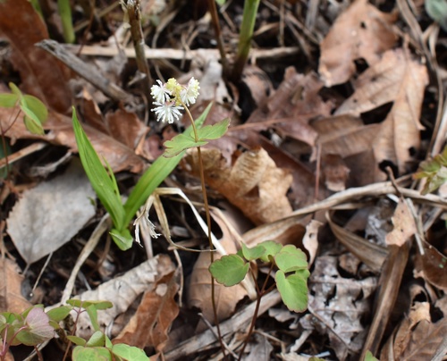 Thalictrum filamentosum, photograph 1