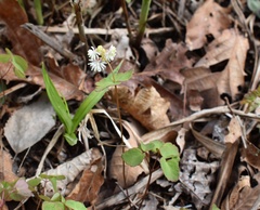 Thalictrum filamentosum