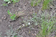 Astragalus ucrainicus