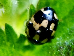 Propylea quatuordecimpunctata