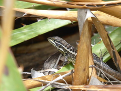 Stenocercus guentheri