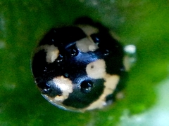 Propylea quatuordecimpunctata